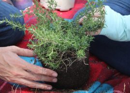 A hand holds a rosemary bush as the hands of another person prepare to re-pot the plant