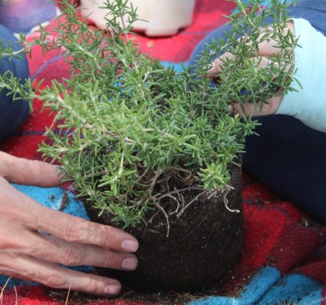 Family-hands-feet A hand holds a rosemary bush as the hands of another person prepare to re-pot the plant
