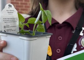 A student holds a pepper plant which has another pepper plant grafted onto it