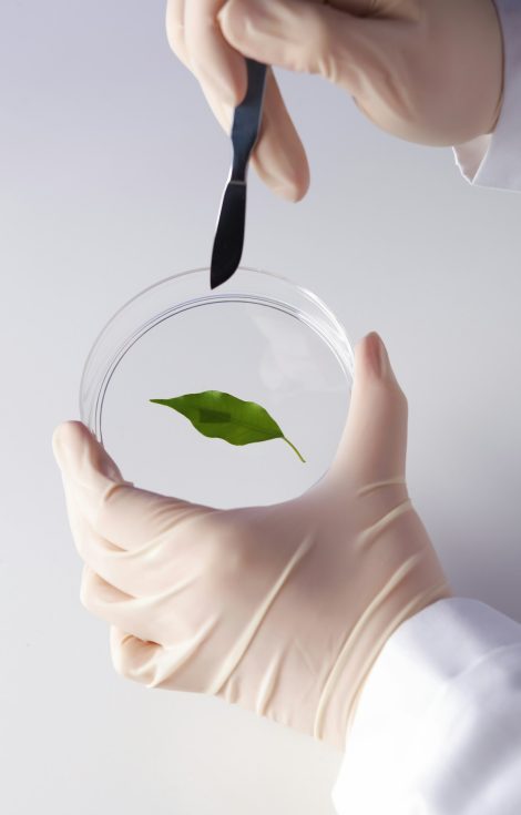 Green plants in biology laborotary