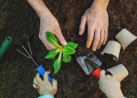 Gardening, planting plants in the garden. Garden. Selective focusNature