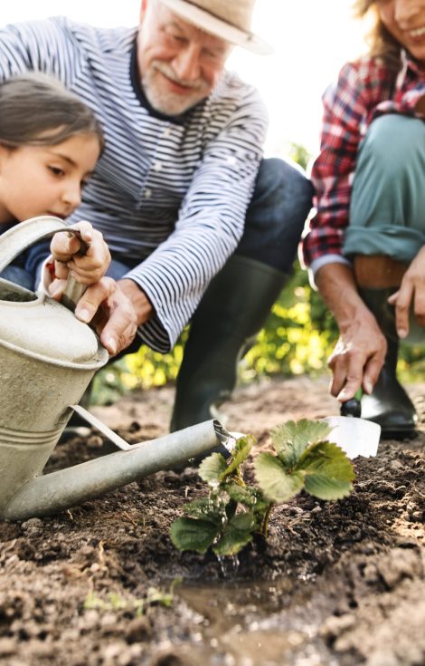 Happy healthy senior couple with their granddaughter planting a seedling on allotment. Man, woman and a small girl gardening.