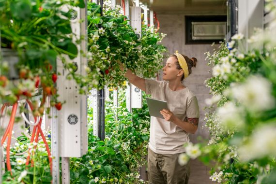 Young female in workwear looking at blooming strawberry seedlings in vertical farm